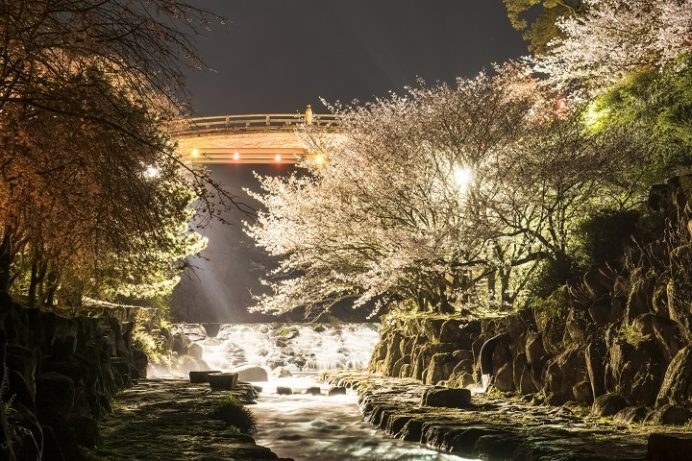 橘神社（長崎県雲仙市千々石）の桜と花見、ライトアップ