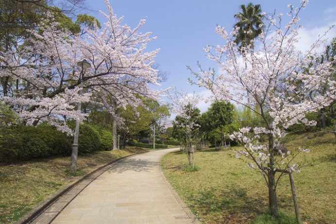 平和公園（長崎市松山町）の桜と花見