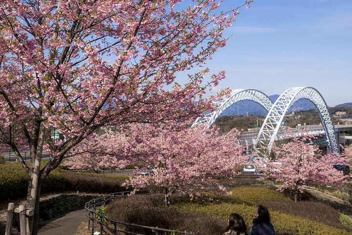 西海橋公園の河津桜【見頃速報2022】～2月も花見！