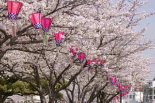 佐世保公園の桜【満開いつ？開花速報2022】～現場レポ！