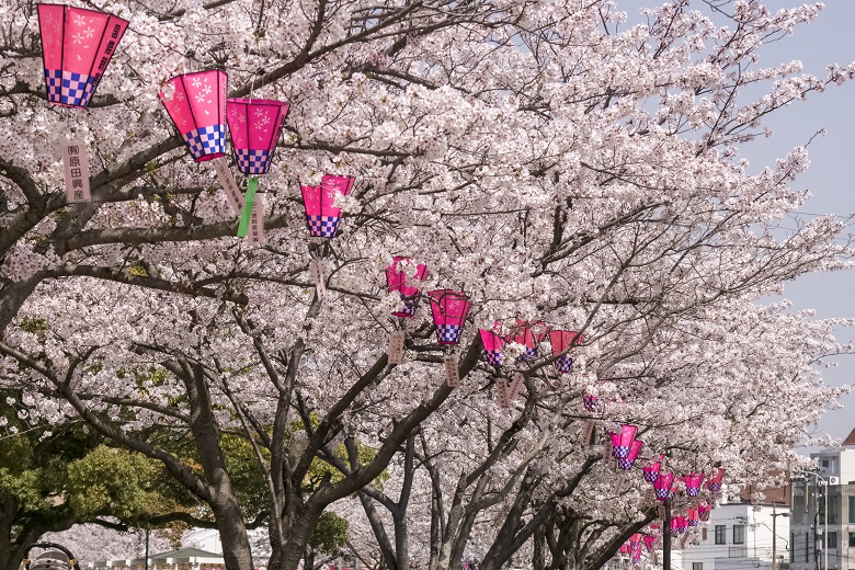 【満開いつ？開花速報2022】佐世保公園の桜～夜の花見もOK