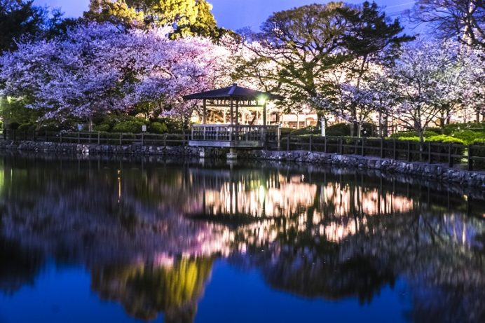夜の大村公園（長崎県大村市玖島）の桜と花見