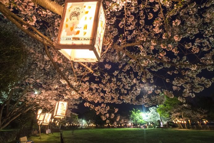 夜の城山公園（長崎県東彼杵郡川棚町）の桜と花見