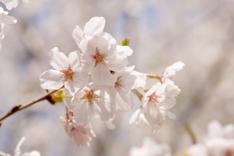 中尾城公園(長崎県西彼杵郡長与町)の桜と花見