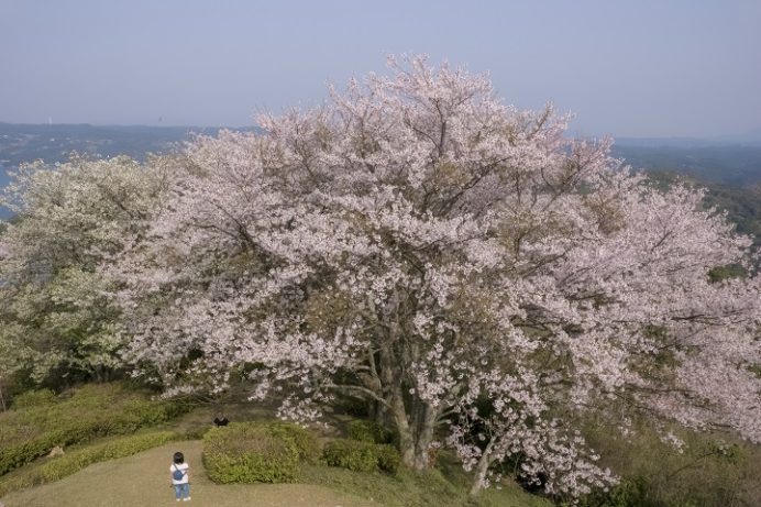大山公園（松浦市福島）の桜と花見