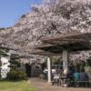 和三郎憩いの広場の桜【開花速報2022】～オーシャンビュー！