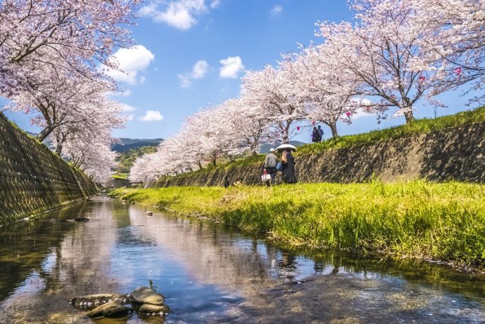 琴海戸根川沿い（長崎市）の桜と花見