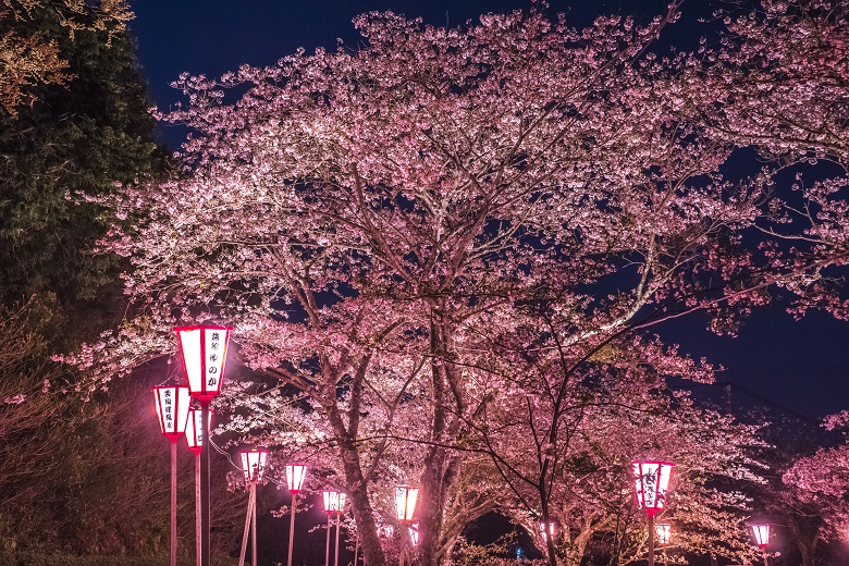 夜のライトアップされたとけん山公園（島原半島、雲仙市の小浜）の桜と花見