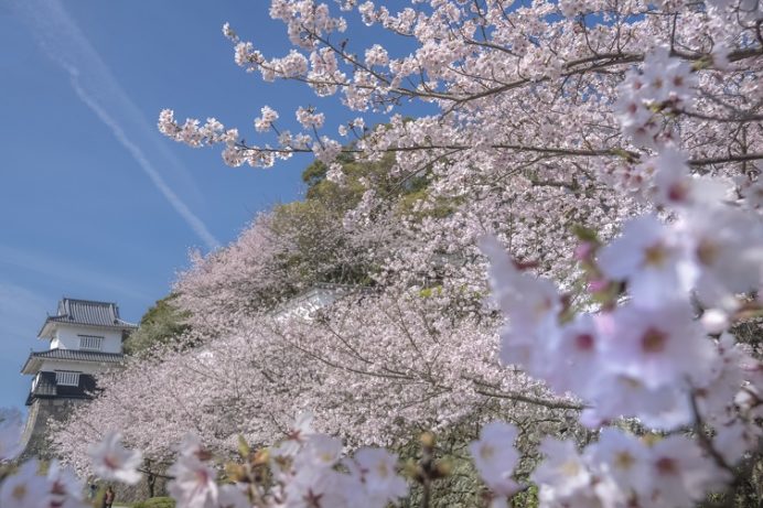 大村公園（長崎県大村市玖島）の桜と花見
