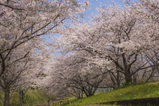 神ノ島公園の桜【満開いつ？開花速報2022】～花見の穴場SPOT