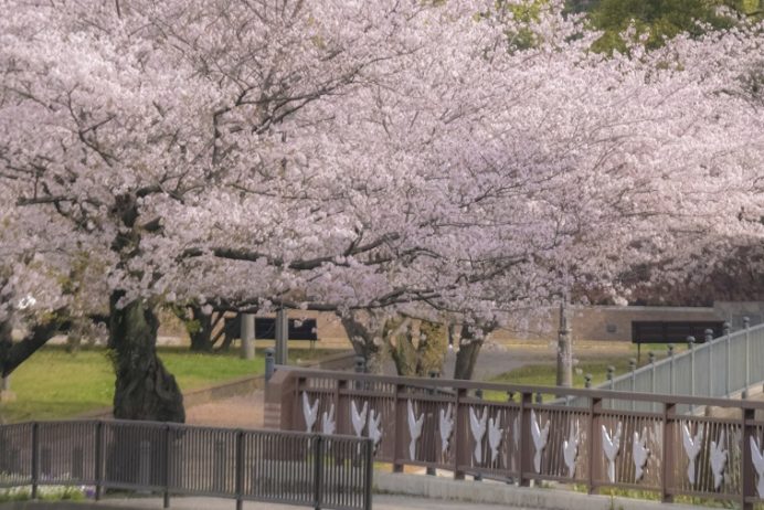 平和公園（長崎市松山町）の桜と花見