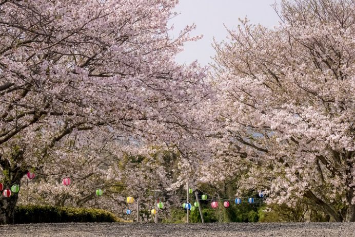 原城跡（南島原市・世界遺産）の桜と花見