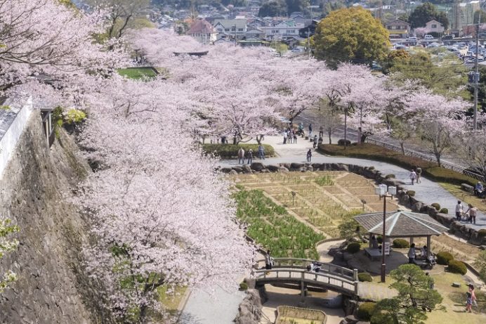 大村公園（長崎県大村市玖島）の桜と花見