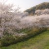 花の森公園の桜【見頃速報2023】～写真と現地レポ！