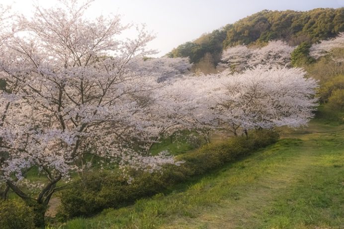 花の森公園（佐世保市野崎町）の桜と花見