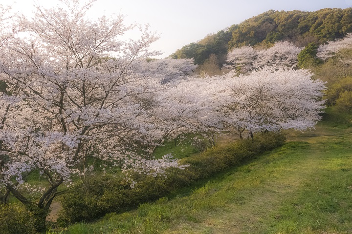 花の森公園の桜【満開いつ？開花速報2022】～展海峰と花見のハシゴしよう