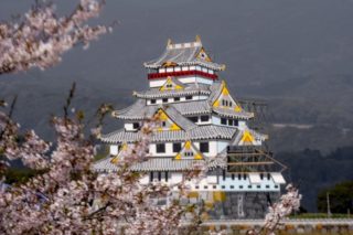 原城跡の桜【満開いつ？開花速報2022】～花見情報！