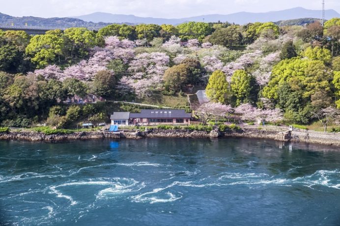 西海橋公園（長崎県西海市・佐世保市針尾）の桜と花見、渦潮