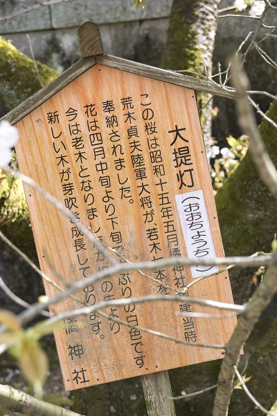 橘神社（長崎県雲仙市千々石）の桜と花見