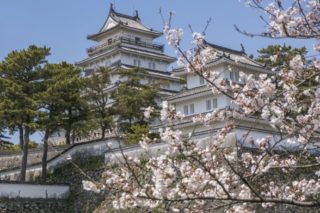 島原城の桜【最新！開花速報】～見どころ解説