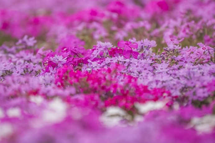松本ツツジ園（長崎県大村市）の芝桜