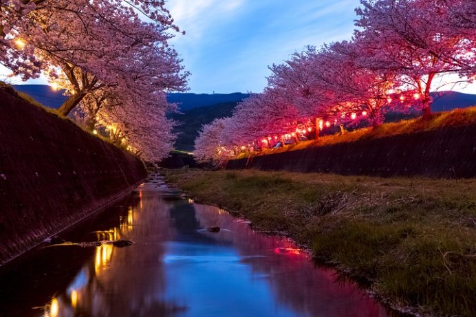 琴海戸根川沿い（長崎市）の桜と花見