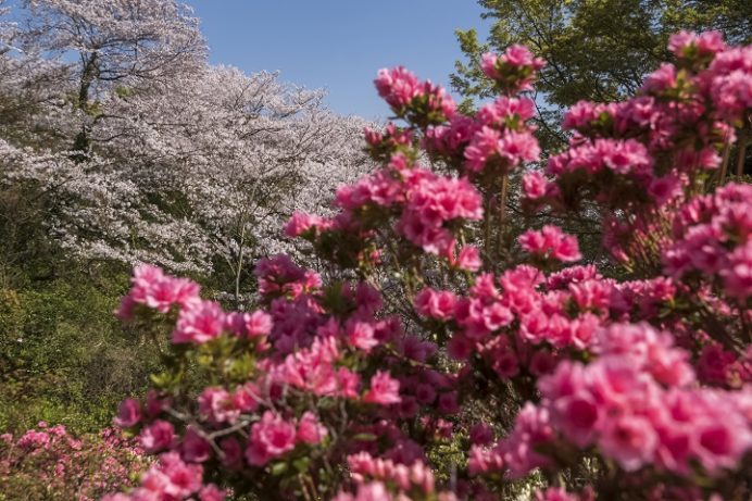 尾崎公園（佐世保市早苗町）の桜と花見、つつじ（ツツジ）
