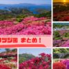 【見頃速報2023（4/20）】長崎のツツジ園〈絶景15スポット〉
