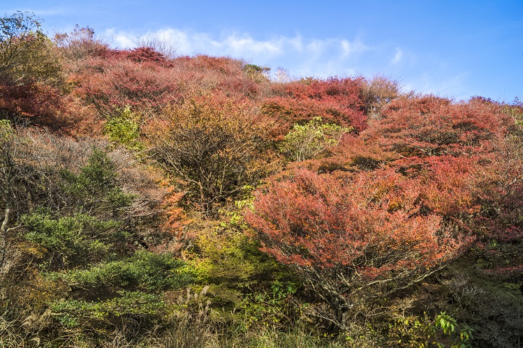 雲仙岳登山道（長崎県）、野岳の紅葉