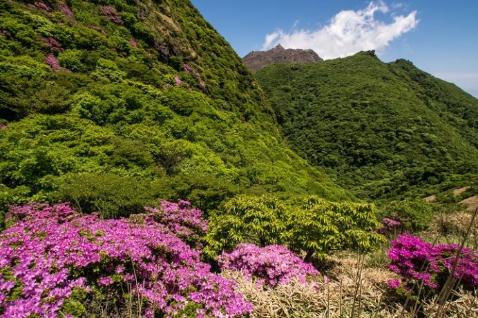 雲仙岳登山道（長崎県島原半島）、国見岳のミヤマキリシマ