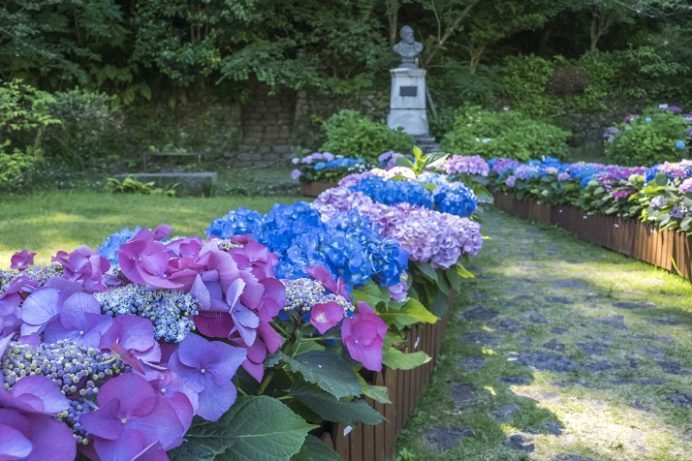 シーボルト記念館（長崎市鳴滝）、ながさき紫陽花まつり