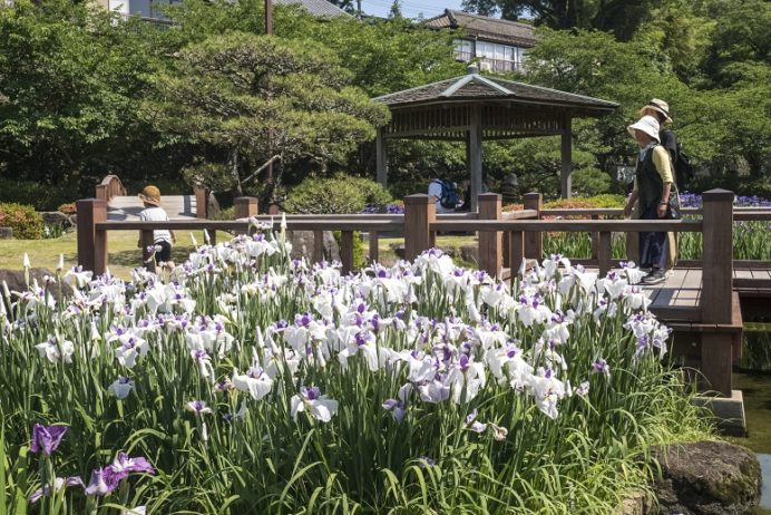 大村公園(長崎県)の花菖蒲