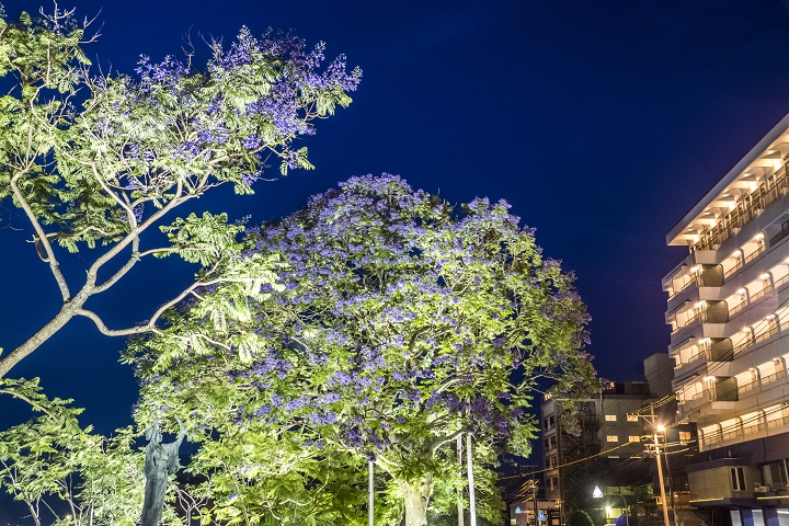 小浜温泉（長崎県雲仙市）のジャカランダ、夜間ライトアップ