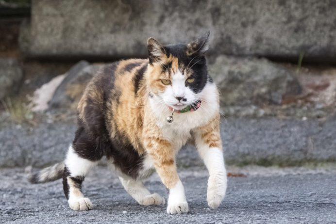 雲仙地獄（長崎県雲仙市小浜町）の猫
