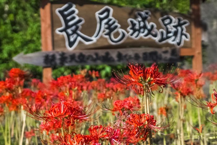 長尾城跡公園(長崎県西海市)の彼岸花(ヒガンバナ)