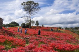 ヒガンバナ【見頃速報2020/9月26日】社が丘花園(琴海)、大中尾棚田、長尾城跡公園