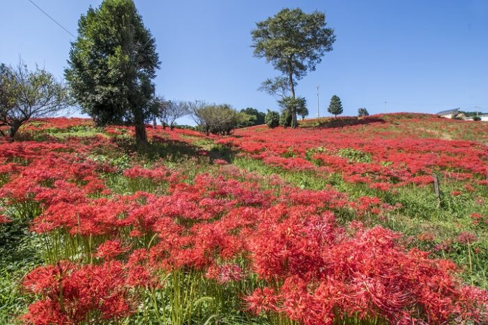 【見頃速報2023（10/2(月)】「琴海戸根・社が丘花園のヒガンバナ」～写真と現地レポ！