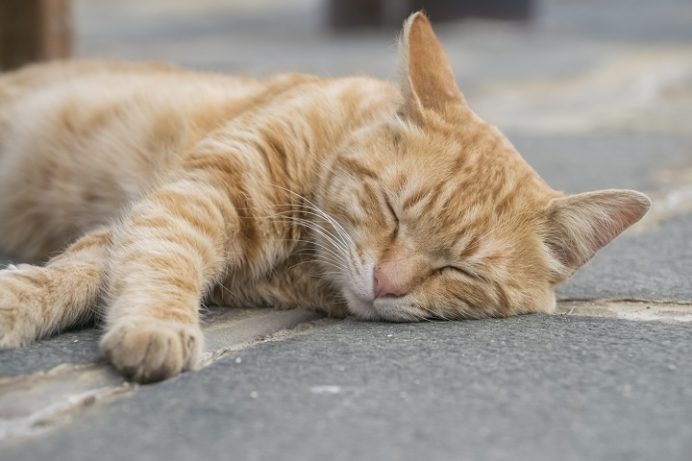 雲仙地獄（長崎県雲仙市小浜町）の猫