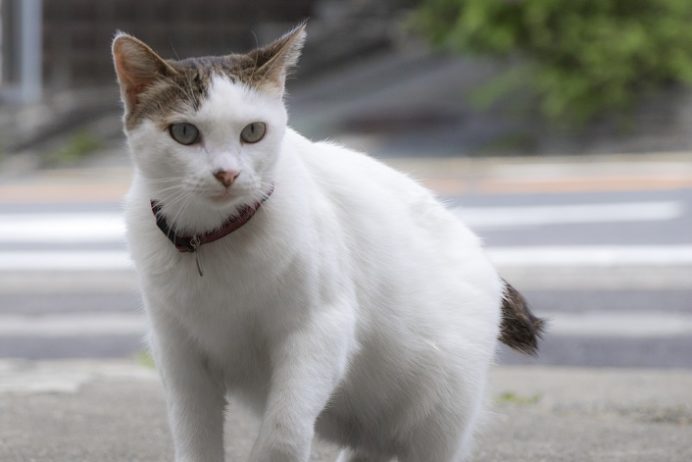 雲仙地獄（長崎県雲仙市小浜町）の猫
