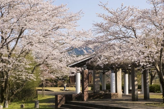 御橋観音 石橋、牧の岳公園（長崎県佐世保市吉井町）の桜と花見