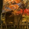 金刀比羅神社の紅葉【見頃はいつ？】～写真と現地レポ