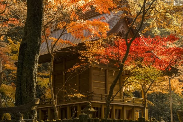 金刀比羅神社の紅葉【見頃はいつ？】～写真と現地レポ