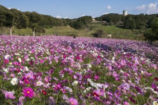 「あぐりの丘 15万本のコスモス」(長崎市)【見頃突入!】~秋バラ、里山も満喫しよう