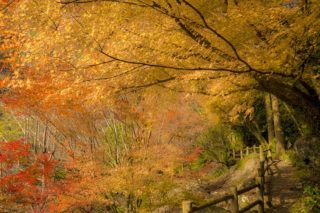 潜竜ヶ滝公園の紅葉【見頃はいつ？】～写真と現地レポ