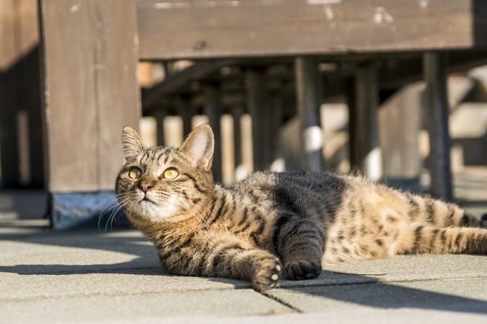 雲仙地獄（長崎県雲仙市小浜町）の猫