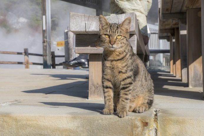 雲仙地獄（長崎県雲仙市小浜町）の猫