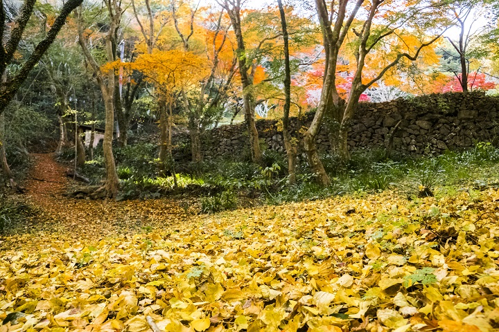瑠璃光山 妙相寺（長崎市本河内）の紅葉