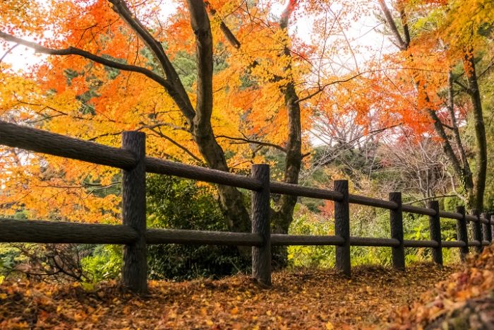 野岳湖公園の紅葉【見頃はいつ？】～写真と現地レポ！