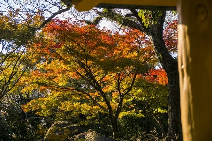 長崎公園の紅葉（長崎市上西山町）