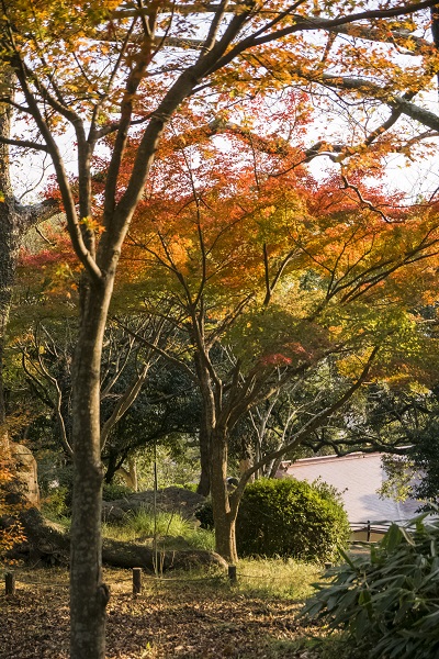 長崎公園の紅葉（長崎市上西山町）